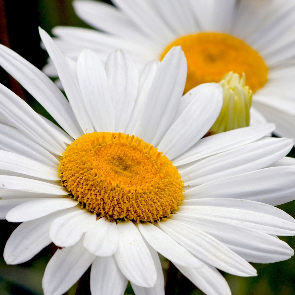 Meet your Posher, Marsha